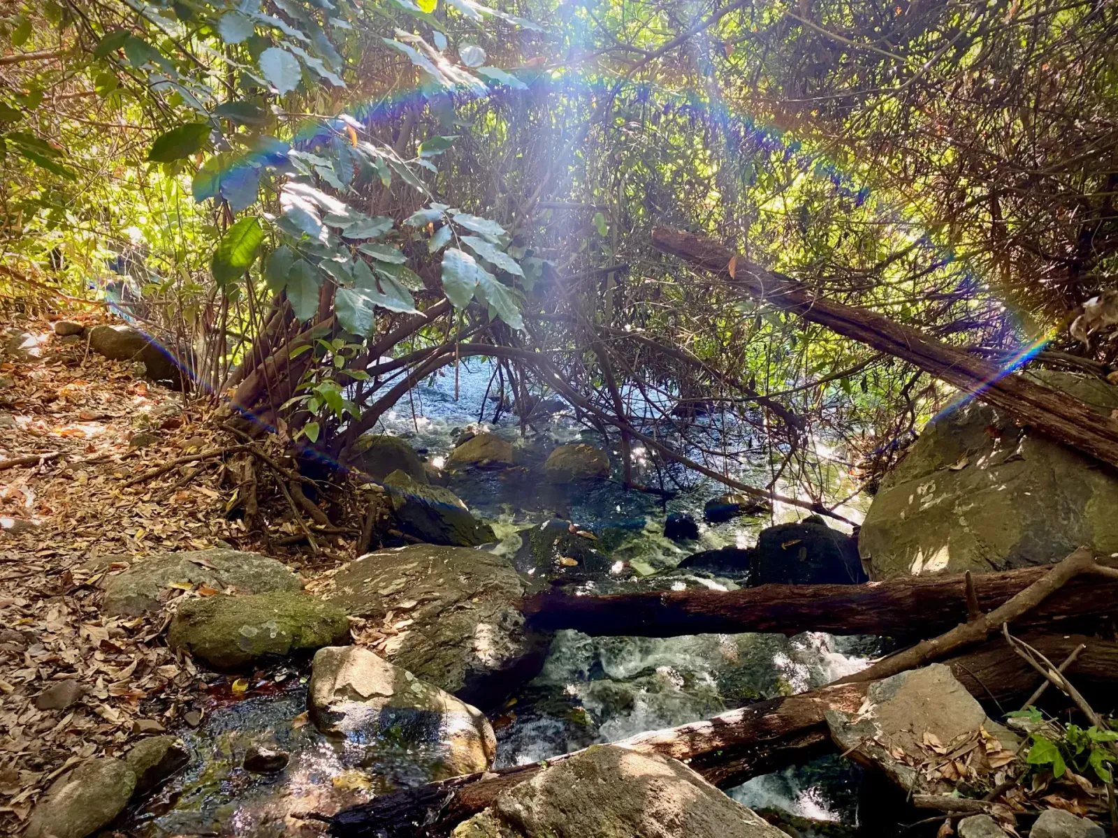 Stream Under the Canopy