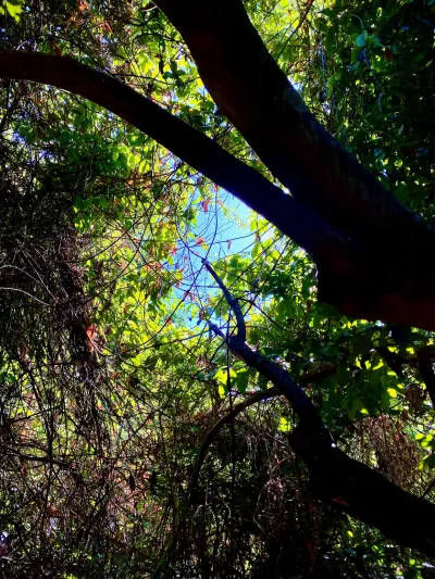 Branches Against the Sky