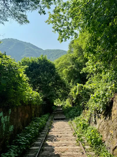 Tracks Into the Canyon