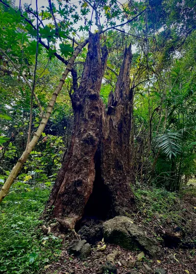 Hollow Trunk, Looking Up