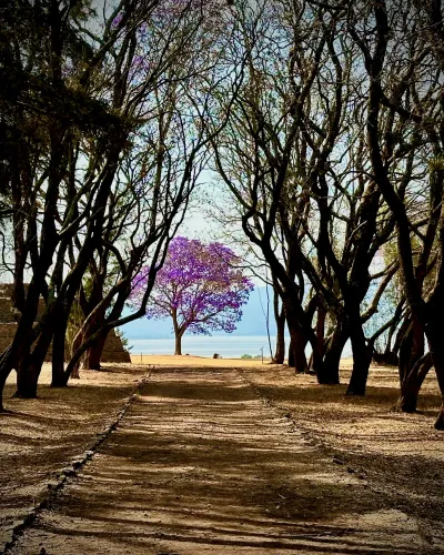 Jacaranda by the Lake