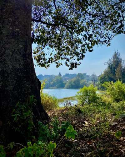 Lakeside Through the Trees