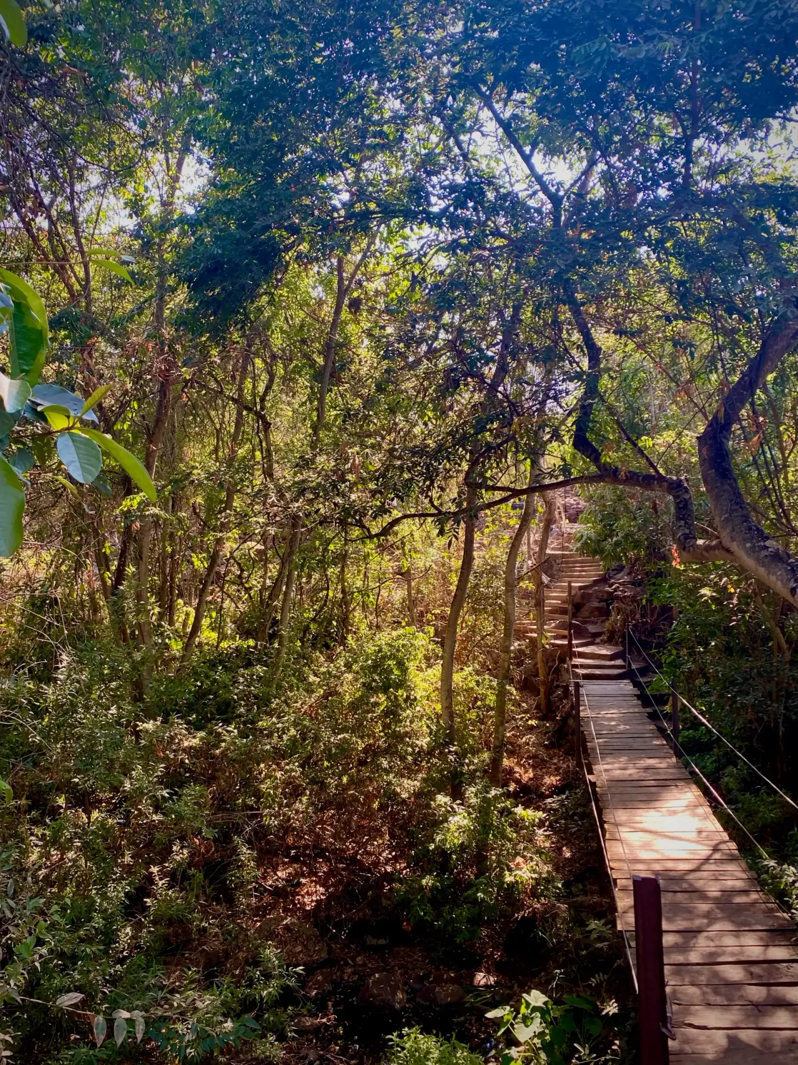 Boardwalk Through the Forest