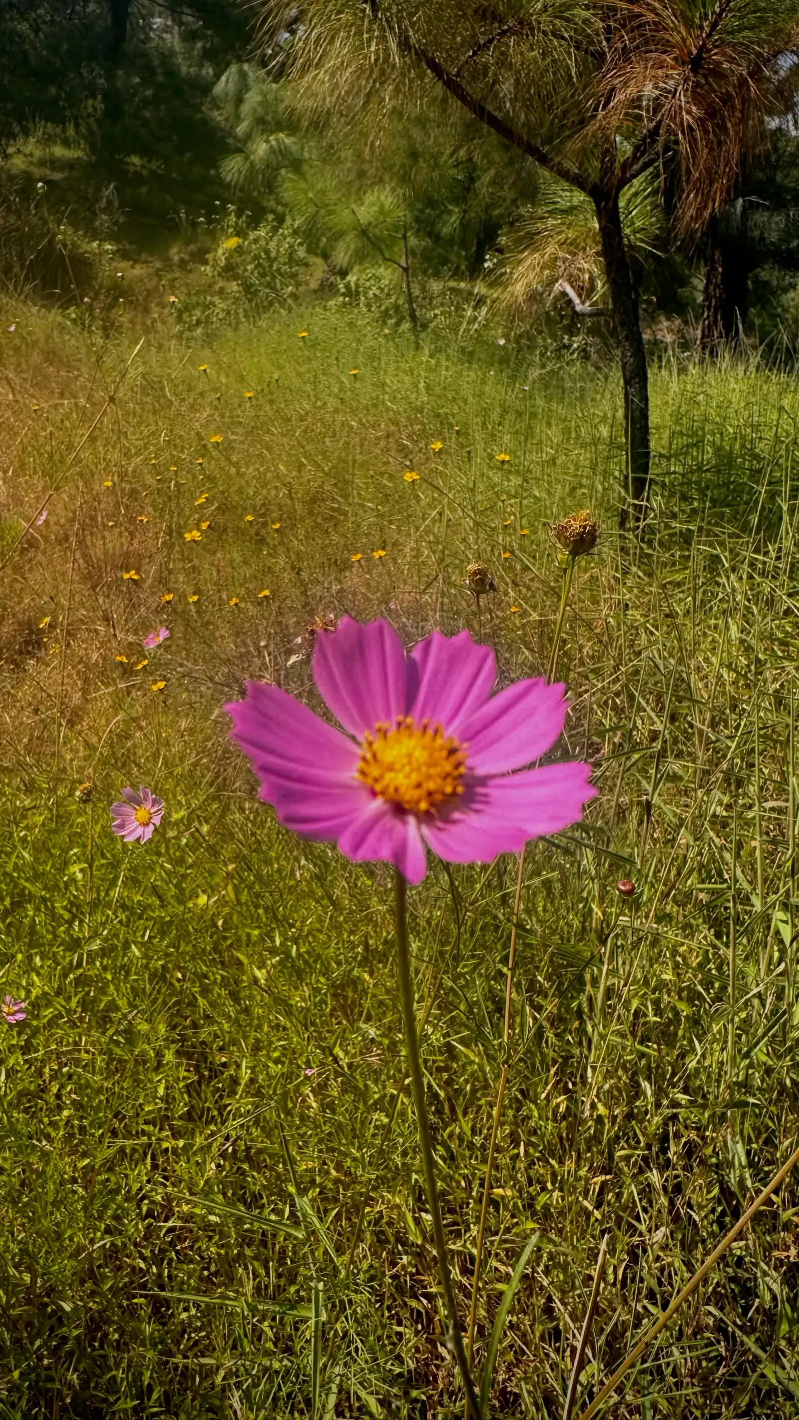 Cosmos in the Meadow