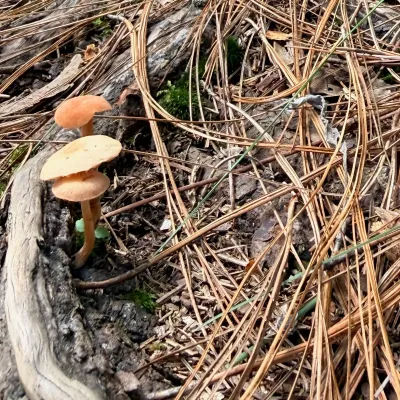 Mushrooms in the Pine Needles