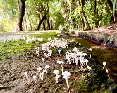 Wild Mushrooms by the Stream