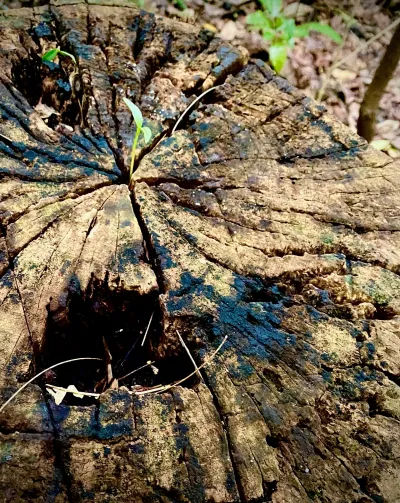 New Growth on Old Wood