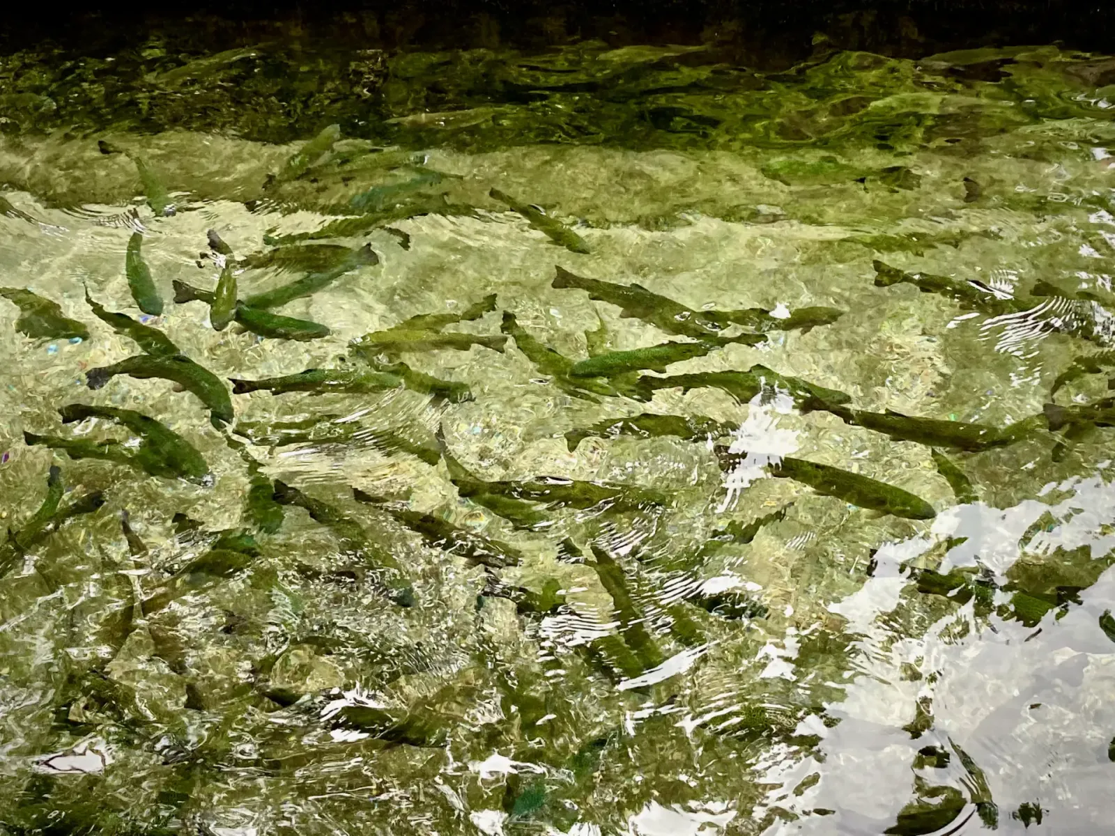 Trout in Clear Water