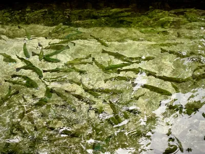 Trout in Clear Water