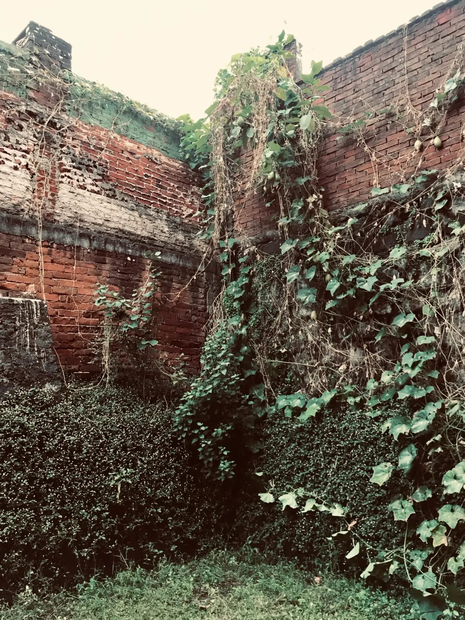 Vines Over a Brick Wall