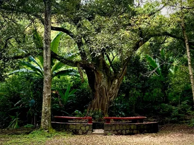 Bench Around the Old Tree