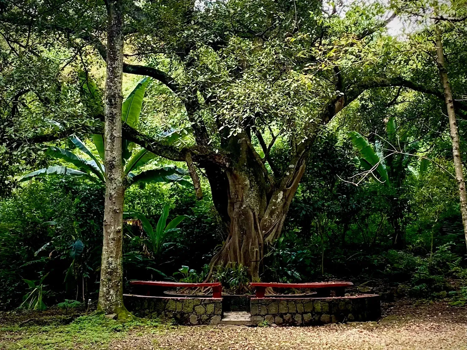 Bench Around the Old Tree