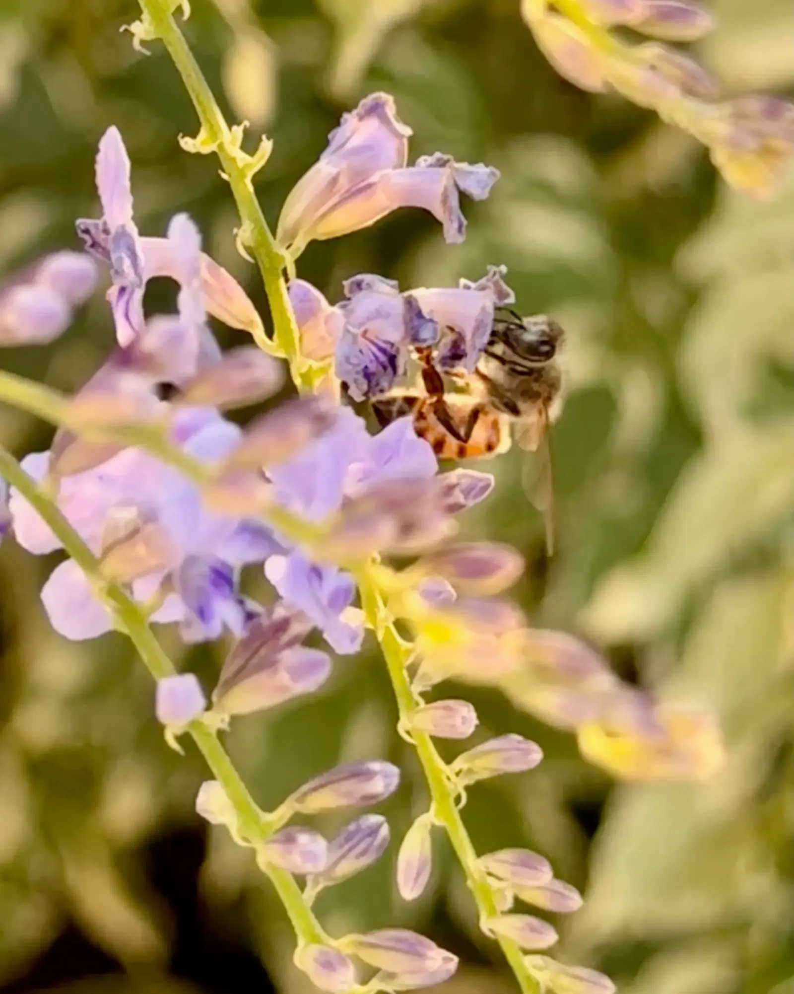 Bee on the Flowers