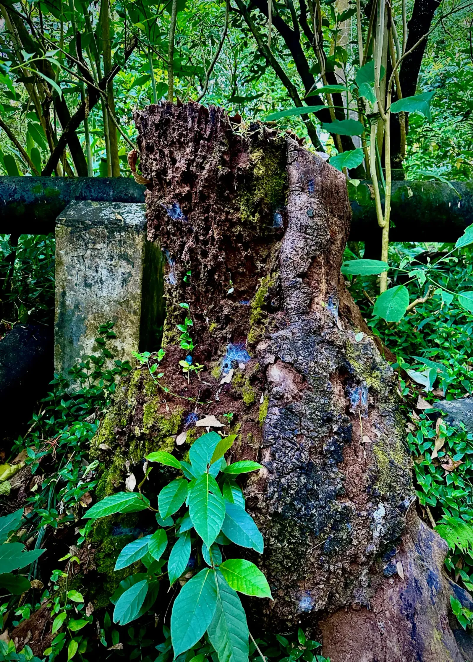 Mossy Hollow Stump