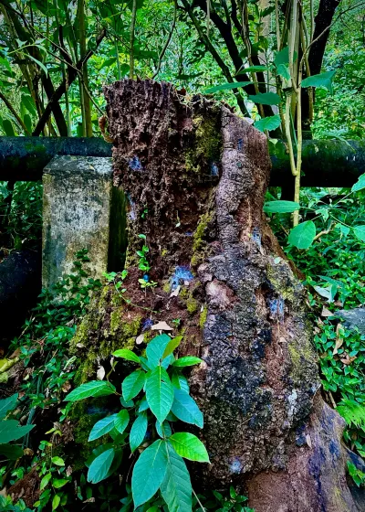 Mossy Hollow Stump
