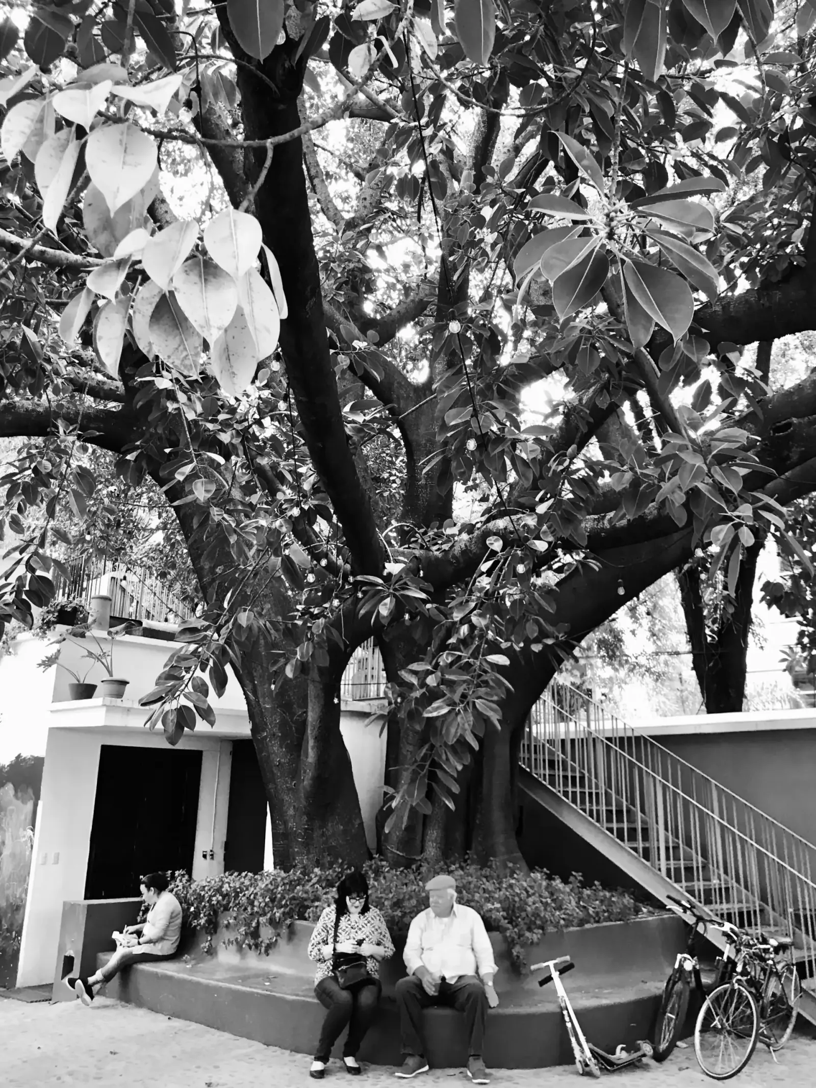 Beneath the Old Fig Tree