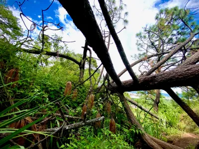 Fallen Pines
