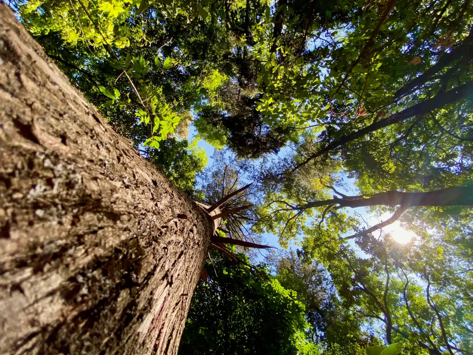 Looking Up the Canopy