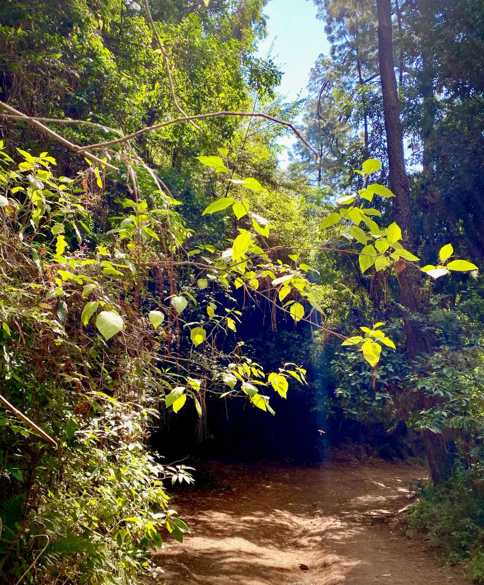 Sunlit Trail