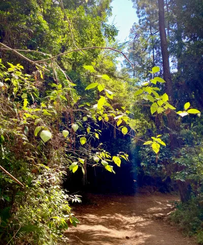 Sunlit Trail