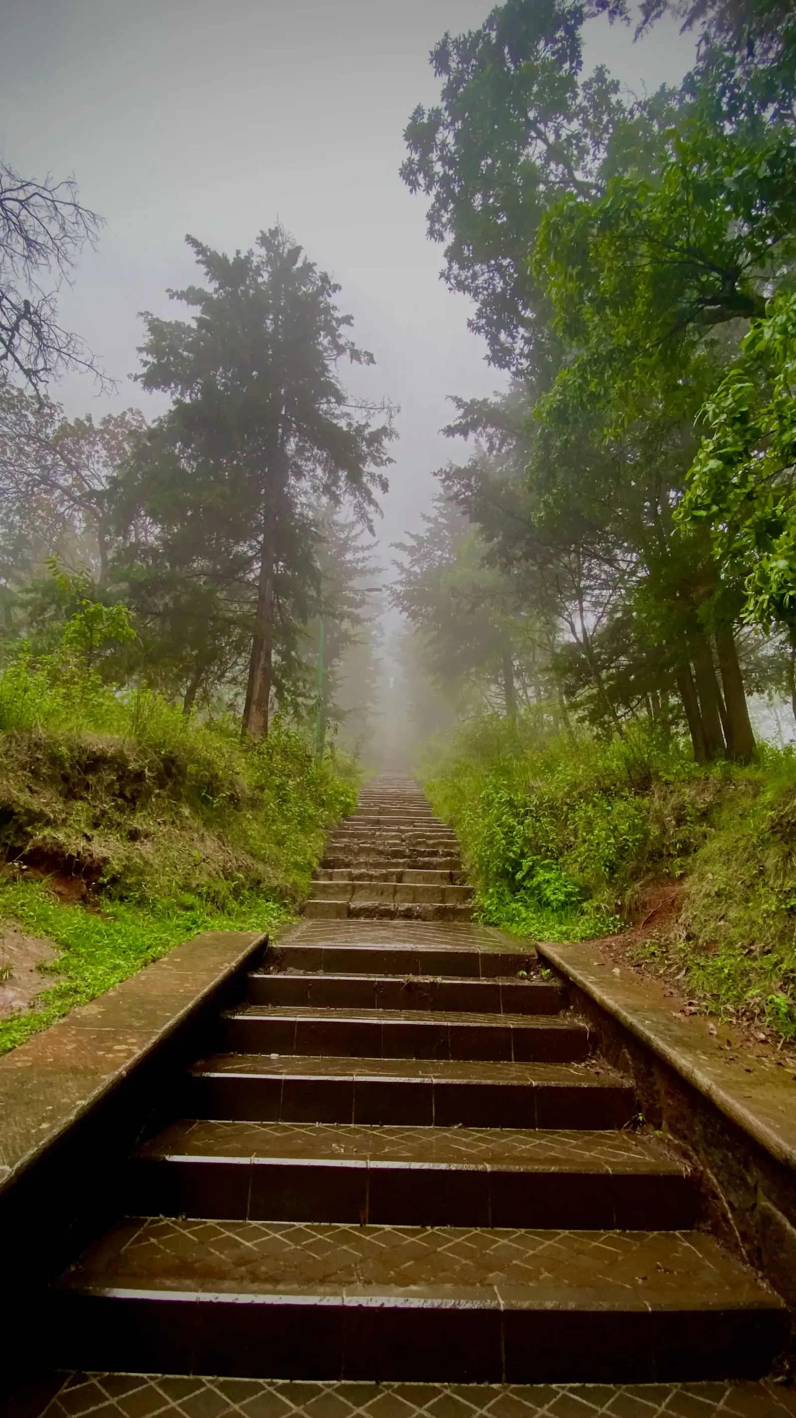Foggy Stairway Into the Pines
